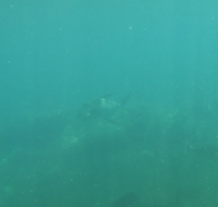 Trachinotus