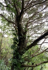 Pterophylla racemosa