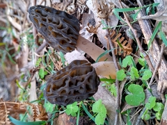 Morchella australiana