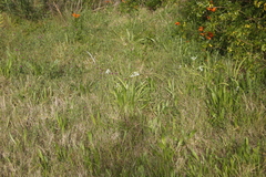 Allium triquetrum