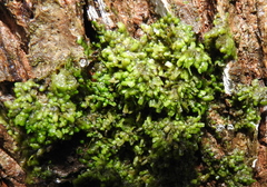 Radula complanata