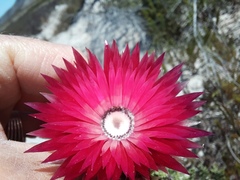 Phaenocoma prolifera