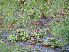 Gallinago hardwickii