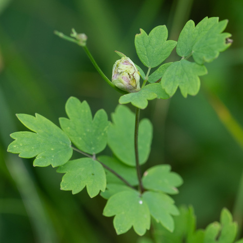 Jaapiella thalictri