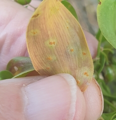 Puccinia myrsiphylli