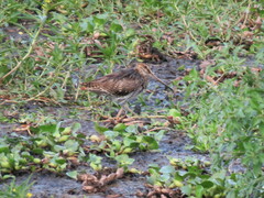 Gallinago hardwickii