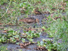 Gallinago hardwickii