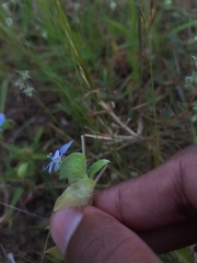 Commelina forskaolii