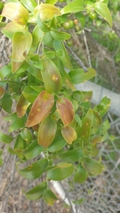 Puccinia myrsiphylli