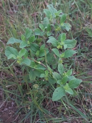 Acanthospermum hispidum