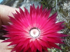 Phaenocoma prolifera