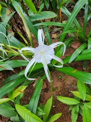 Hymenocallis