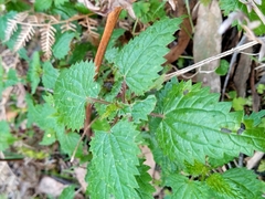 Urtica incisa