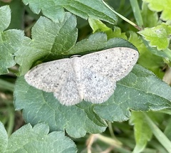 Scopula marginepunctata