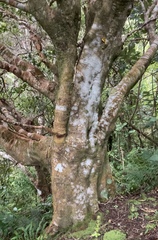 Pterophylla racemosa