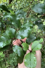 Pterophylla racemosa