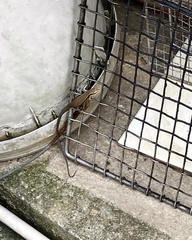 Eutropis longicaudata