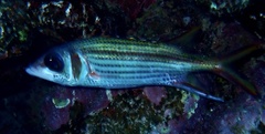 Neoniphon sammara