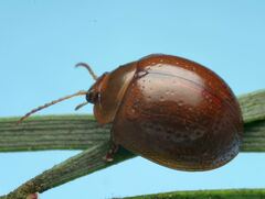 Dicranosterna semipunctata