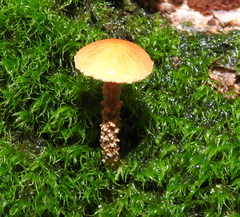 Cystoderma