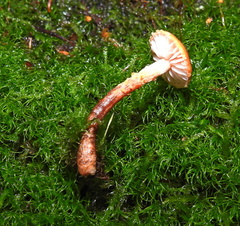 Cystoderma