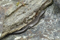 Oligosoma polychroma