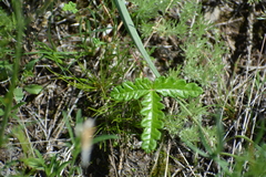Potentilla leucophylla