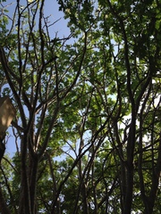 Cnidoscolus megacanthus