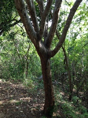 Cnidoscolus megacanthus