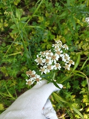 Achillea salicifolia