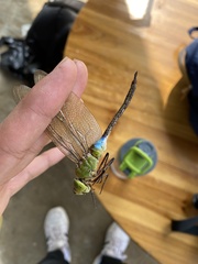Anax parthenope julius