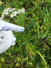Achillea salicifolia