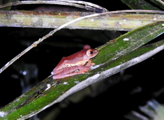 Rhacophorus pardalis