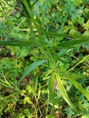 Achillea salicifolia