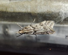 Eudonia angustea