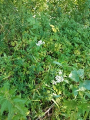 Achillea salicifolia