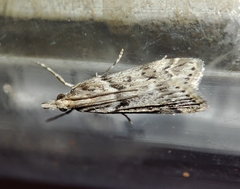 Eudonia angustea