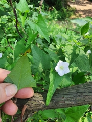 Ipomoea sinensis