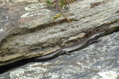 Oligosoma polychroma