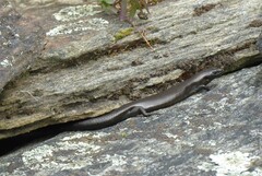 Oligosoma polychroma