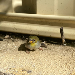 Zosterops lateralis chloronotus