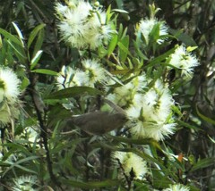 Myzomela sanguinolenta