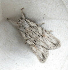 Lithophane leautieri