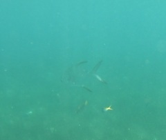 Trachinotus