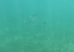 Trachinotus