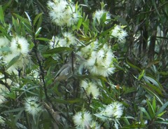 Myzomela sanguinolenta