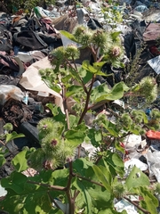 Arctium minus