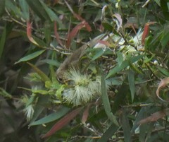 Myzomela sanguinolenta