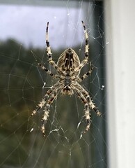 Araneus diadematus