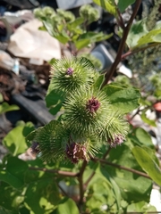 Arctium minus